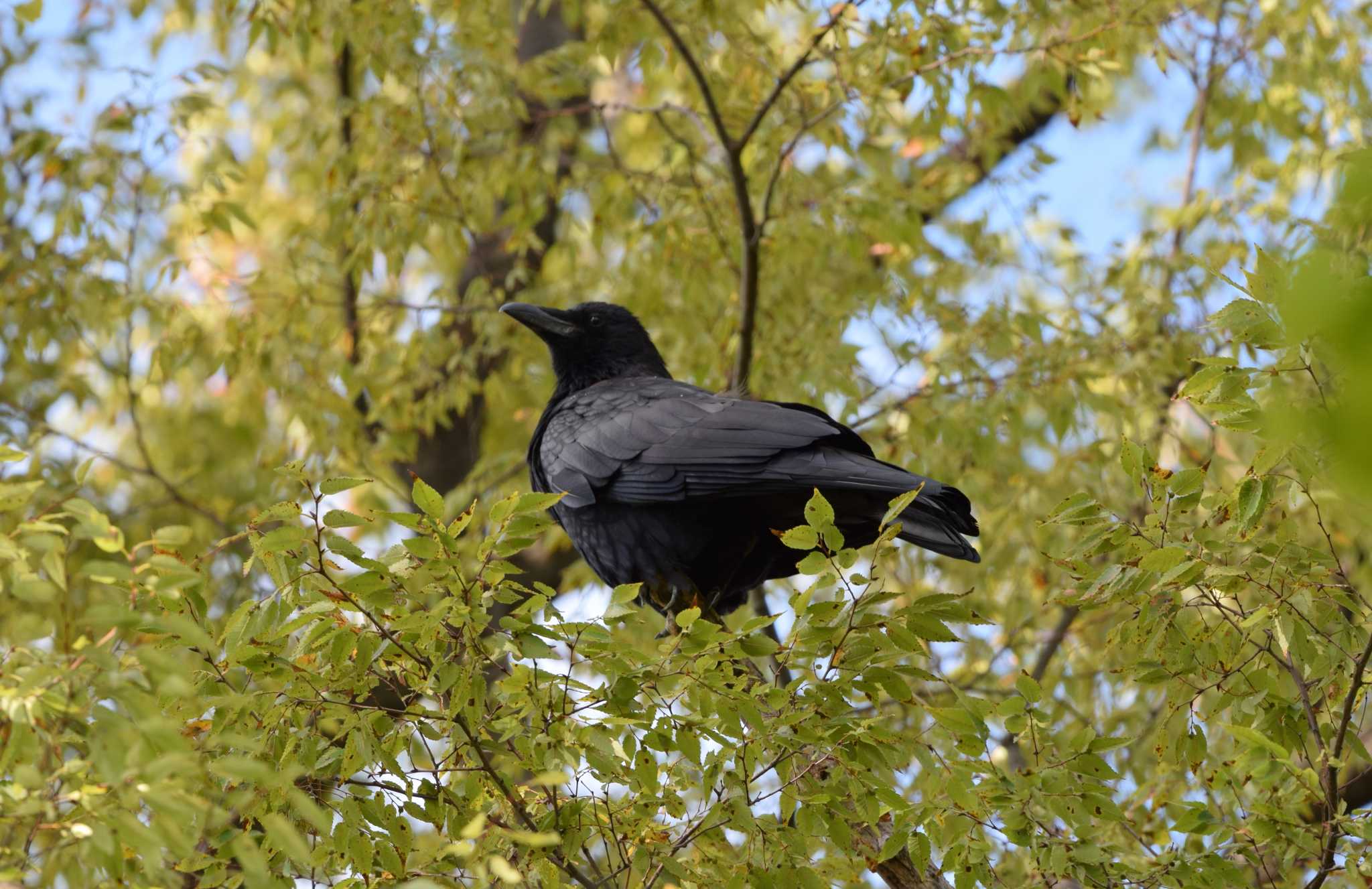 Photo of Carrion Crow at 洗足池公園 by dtaniwaki