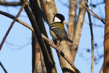 Japanese Tit 東京都 Fri, 11/24/2023