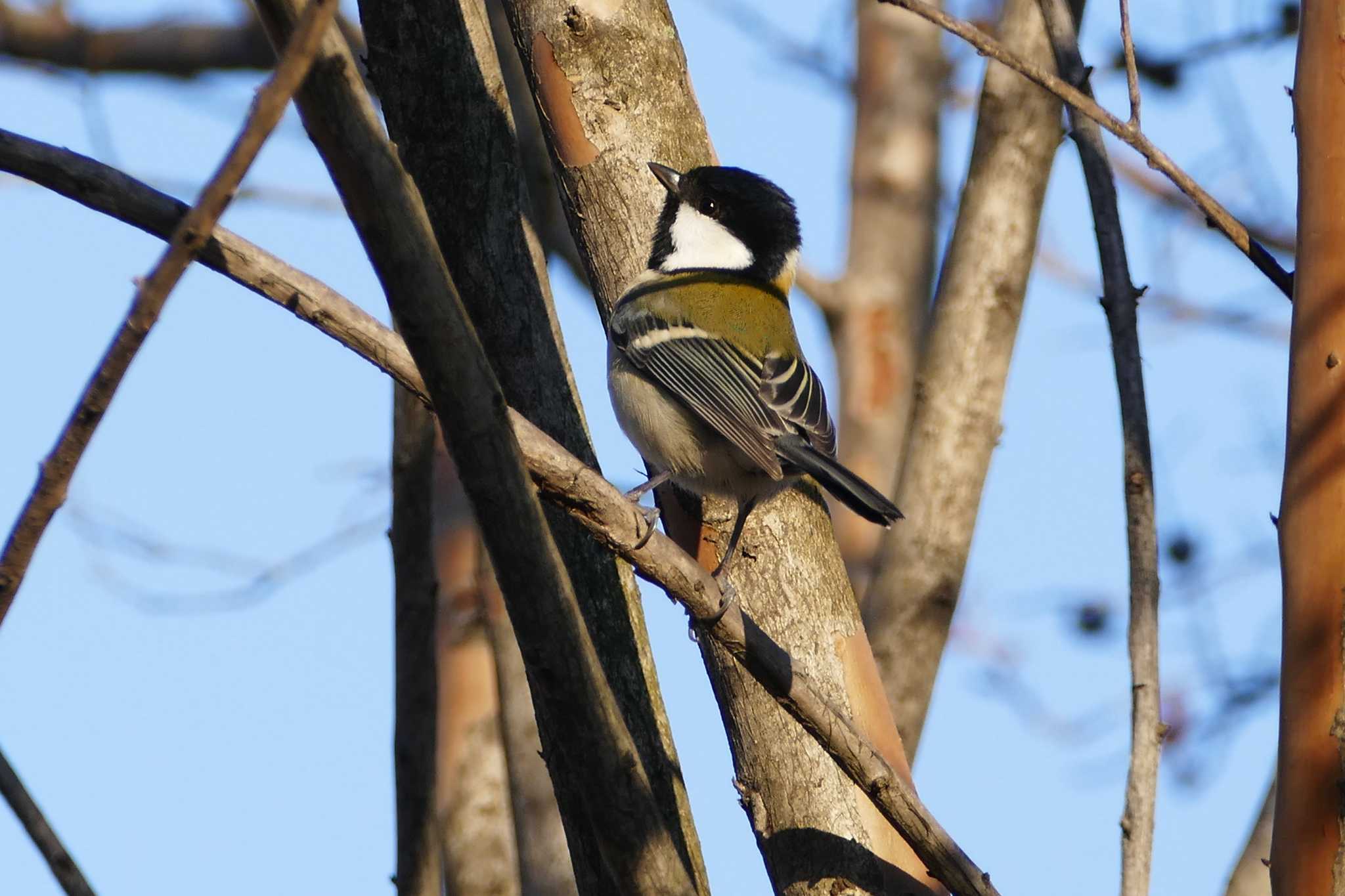 Photo of Japanese Tit at 東京都 by アカウント5509