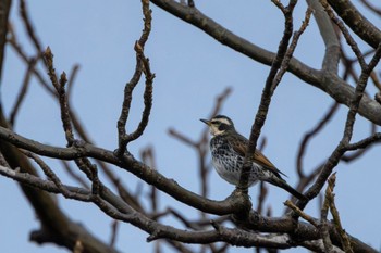 Dusky Thrush Toyanogata Sun, 12/3/2023