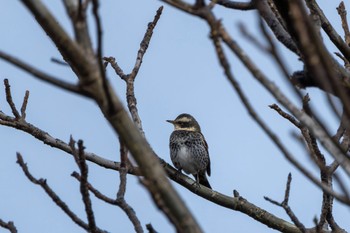 Dusky Thrush Toyanogata Sun, 12/3/2023