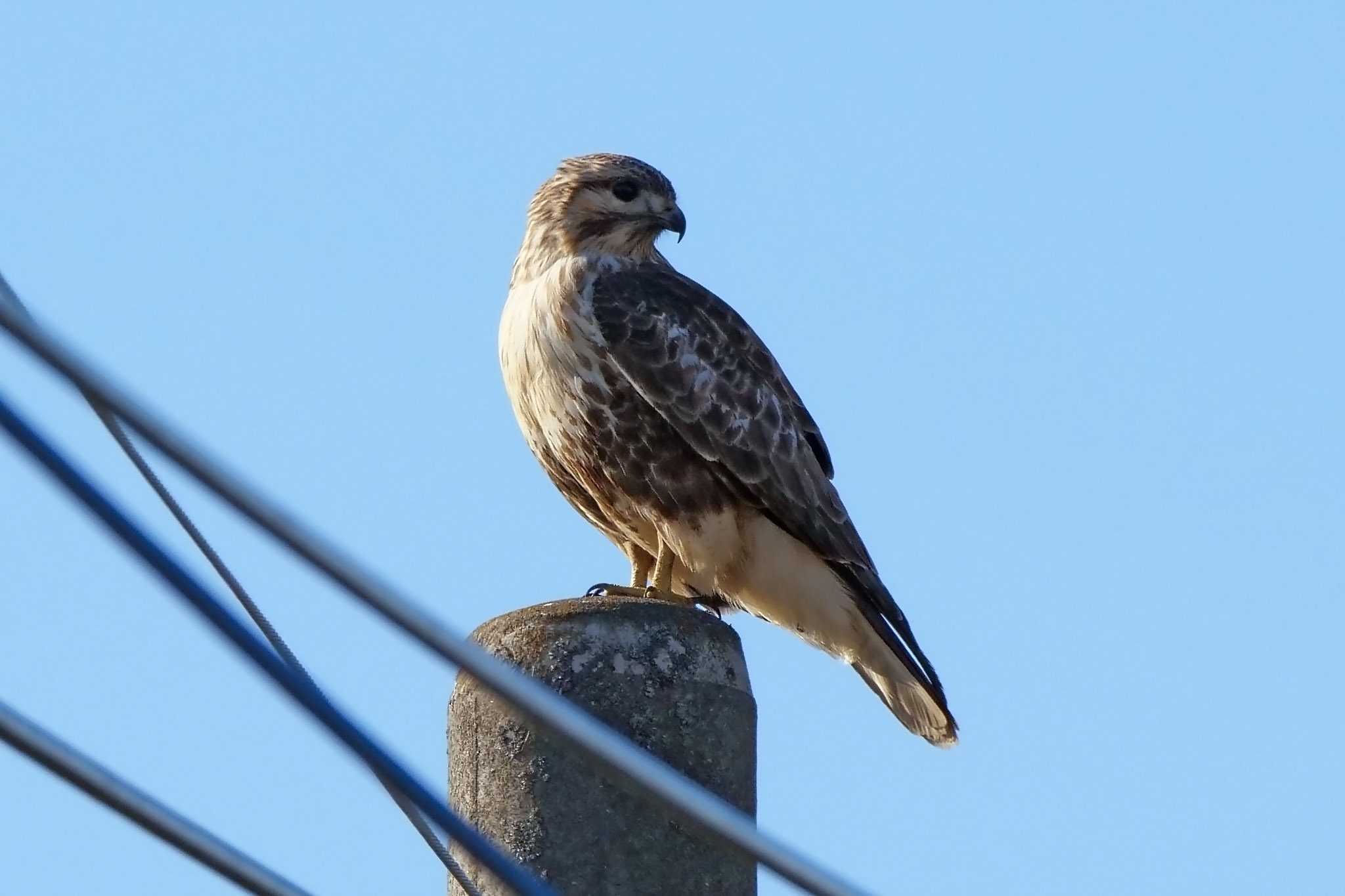 Photo of Eastern Buzzard at 板倉町 by Rothlega