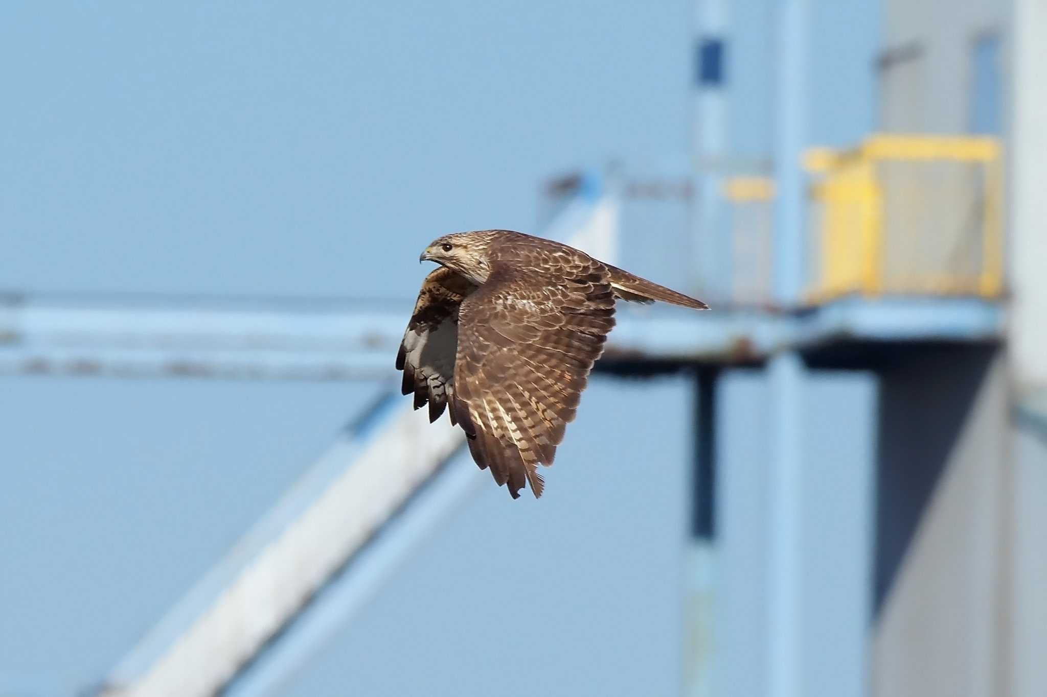 Photo of Eastern Buzzard at 板倉町 by Rothlega