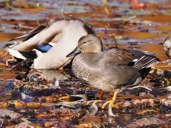 オカヨシガモ 見沼自然公園 2023年12月3日(日)