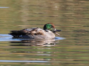 Falcated Duck 見沼自然公園 Sun, 12/3/2023