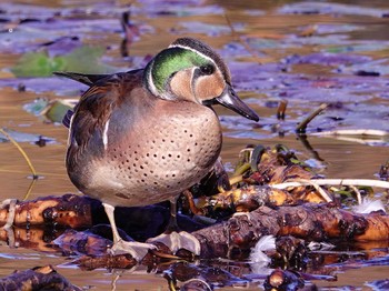 Baikal Teal 見沼自然公園 Sun, 12/3/2023