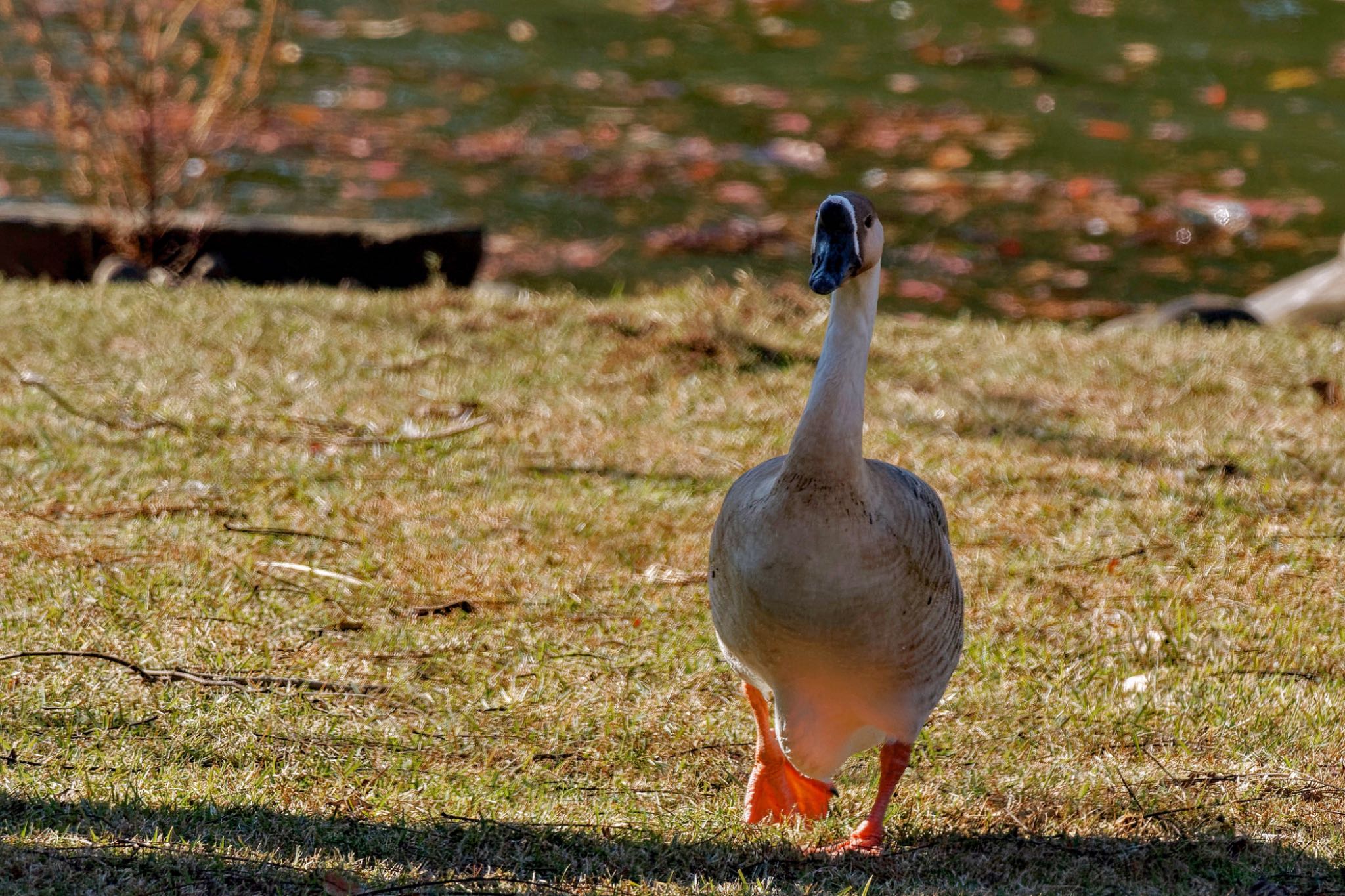 シナガチョウ