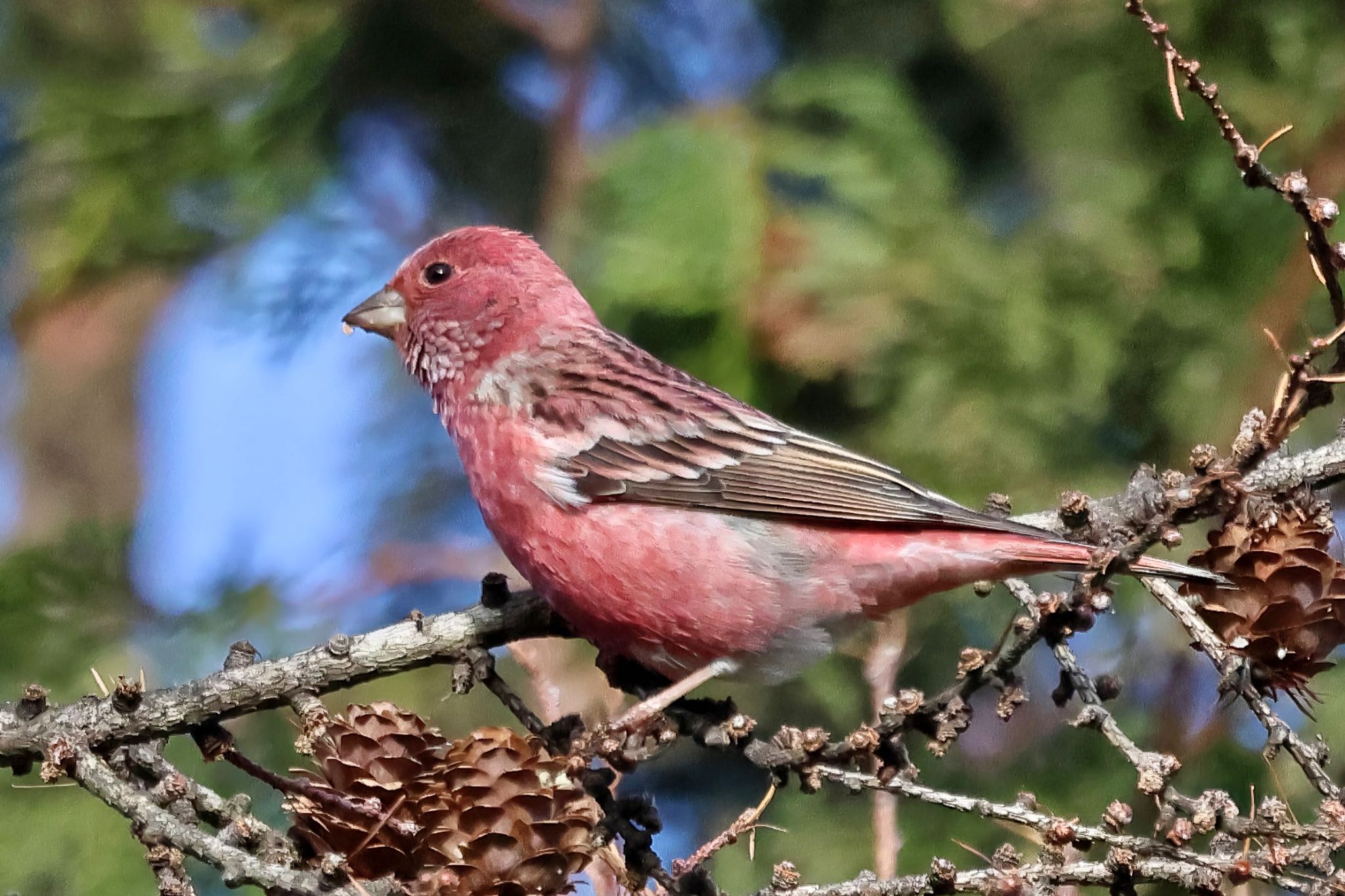 Photo of Pallas's Rosefinch at 岡谷林道 by amachan