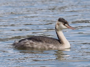 Great Crested Grebe 兵庫県西宮市 武庫川 Sat, 11/18/2023