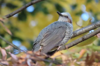 Brown-eared Bulbul 東京都北区 Thu, 11/30/2023