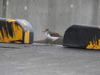 Common Sandpiper 十勝港 Tue, 11/28/2023