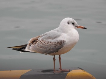 Black-headed Gull 十勝港 Tue, 11/28/2023