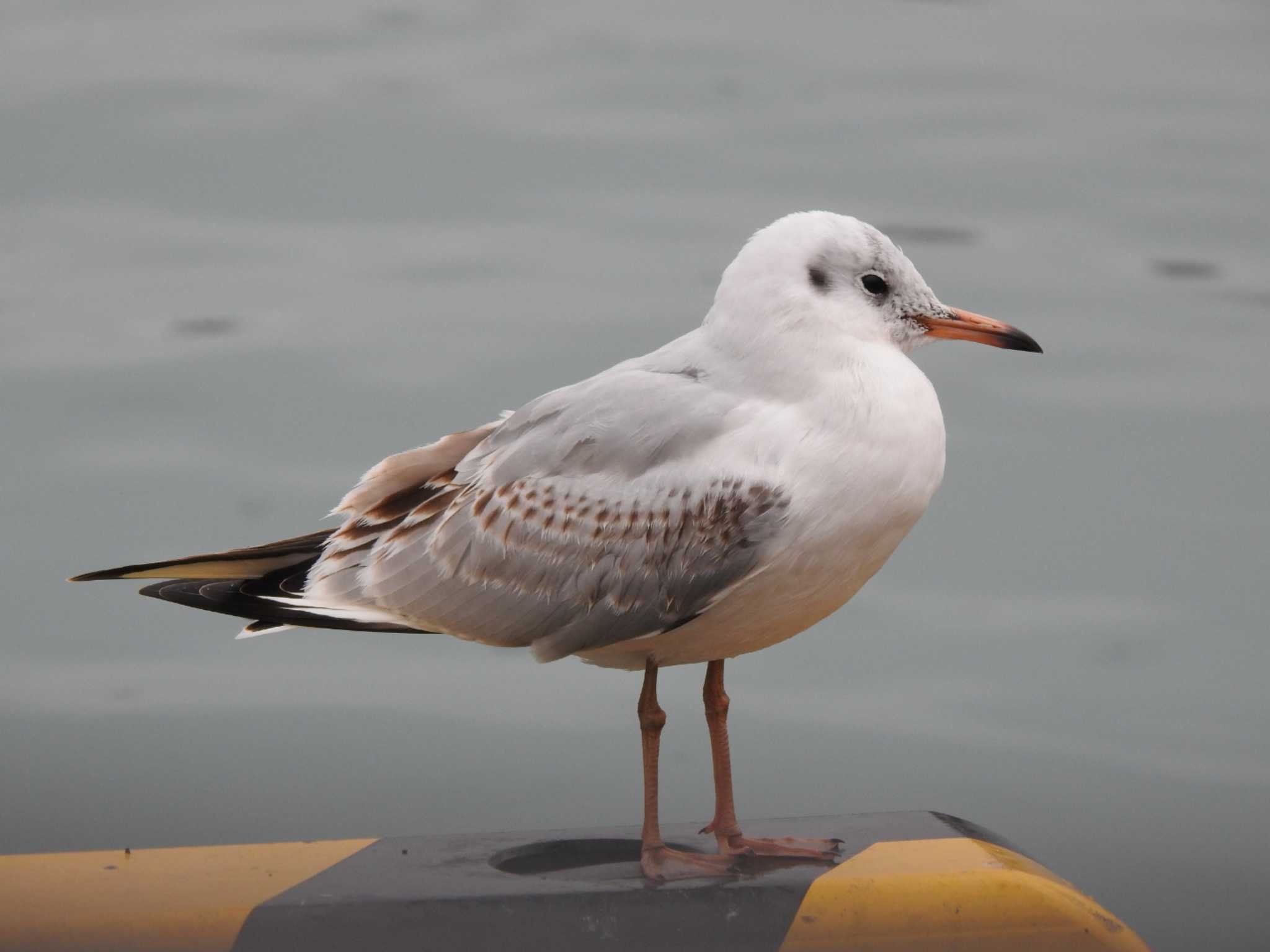 Black-headed Gull