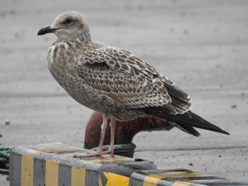 Slaty-backed Gull 十勝港 Tue, 11/28/2023