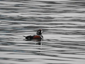 Harlequin Duck 十勝港 Tue, 11/28/2023