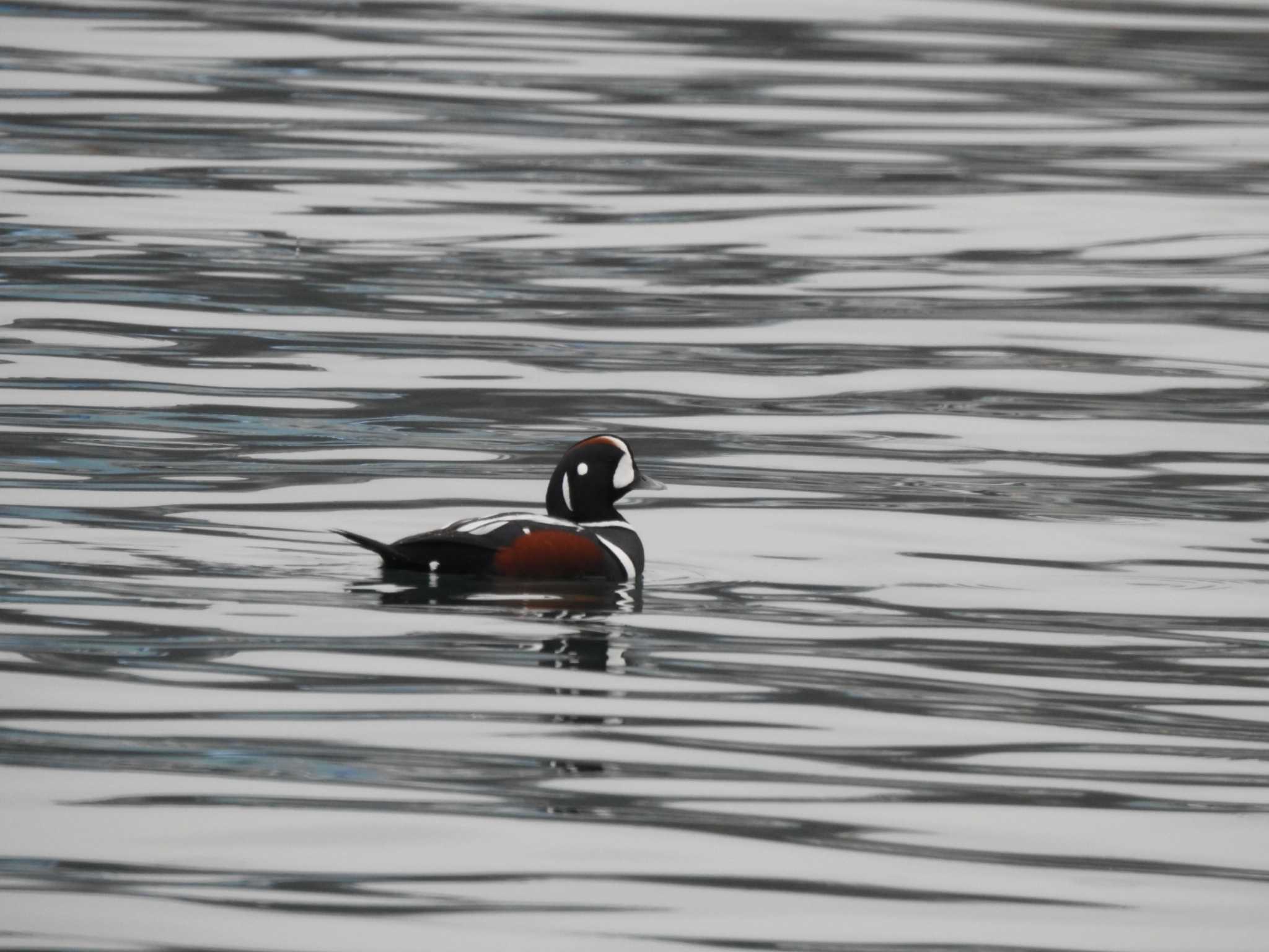 Harlequin Duck