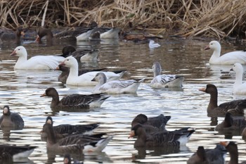 Snow Goose 長都沼(千歳市) Wed, 12/6/2023