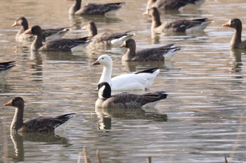 Cackling Goose 長都沼(千歳市) Wed, 12/6/2023