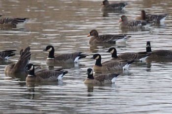 Cackling Goose 長都沼(千歳市) Wed, 12/6/2023