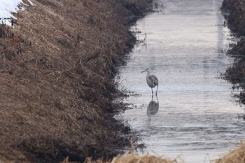 Grey Heron 長都沼(千歳市) Wed, 12/6/2023