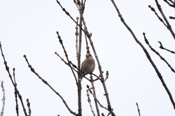 Hawfinch 長都沼(千歳市) Wed, 12/6/2023