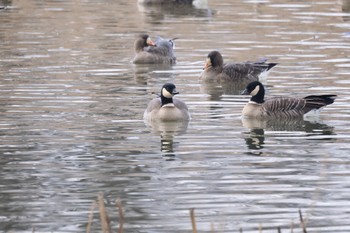 2023年12月6日(水) 長都沼(千歳市)の野鳥観察記録