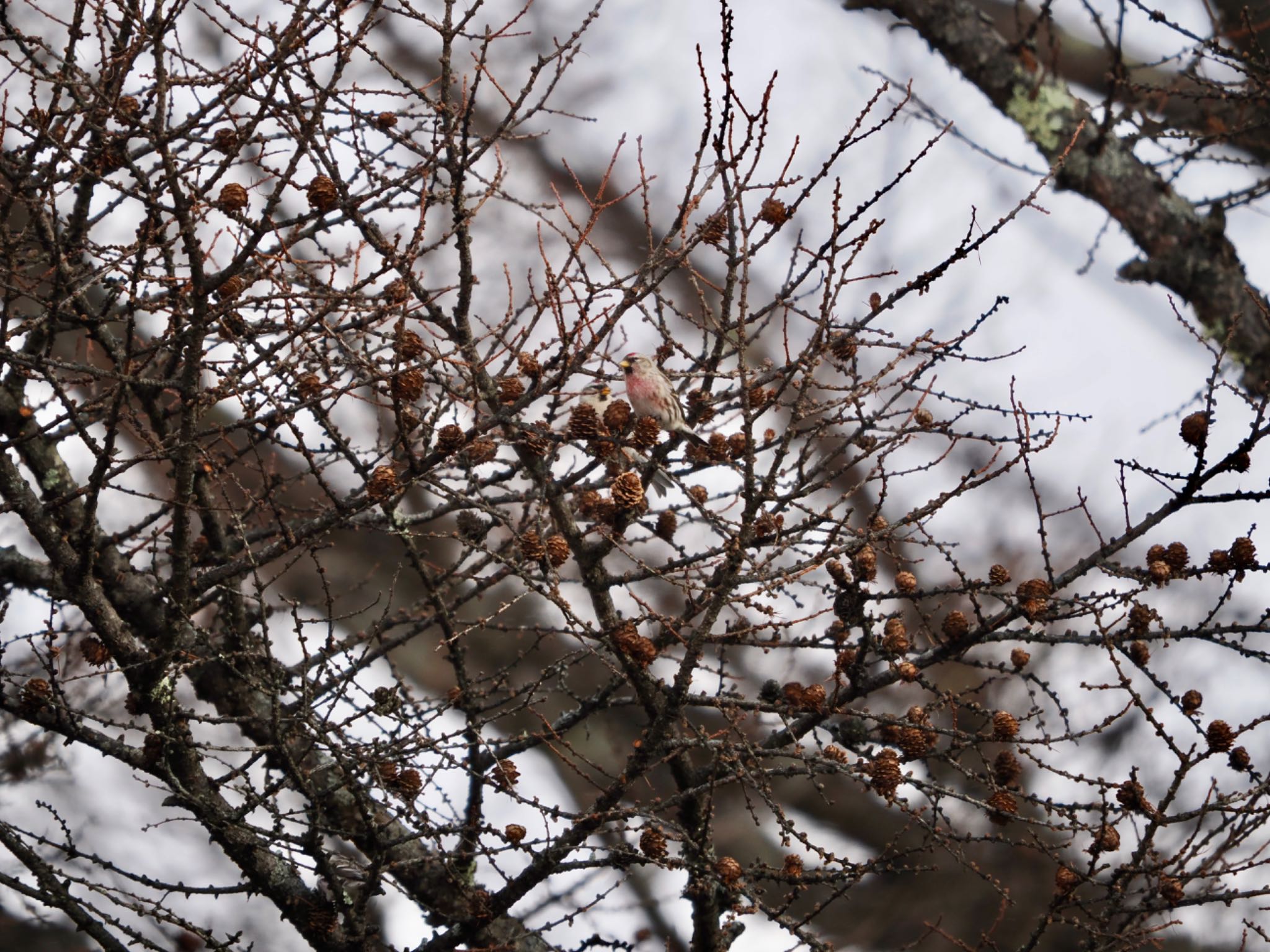 Photo of Common Redpoll at 奥日光 by 孝一