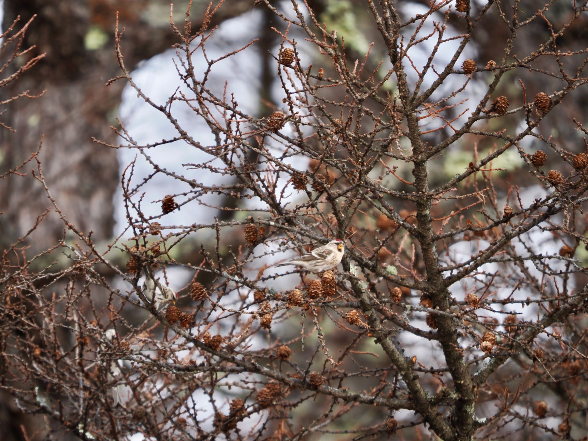 Photo of Common Redpoll at 奥日光 by 孝一