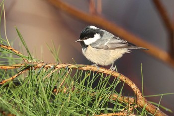 Coal Tit 北海道 函館市 東山 Tue, 12/5/2023