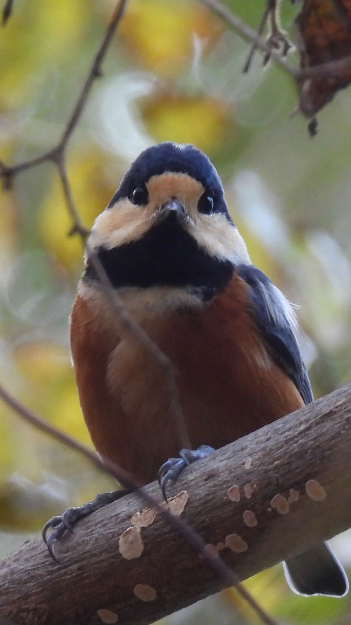 Photo of Varied Tit at 名古屋平和公園 by ちか