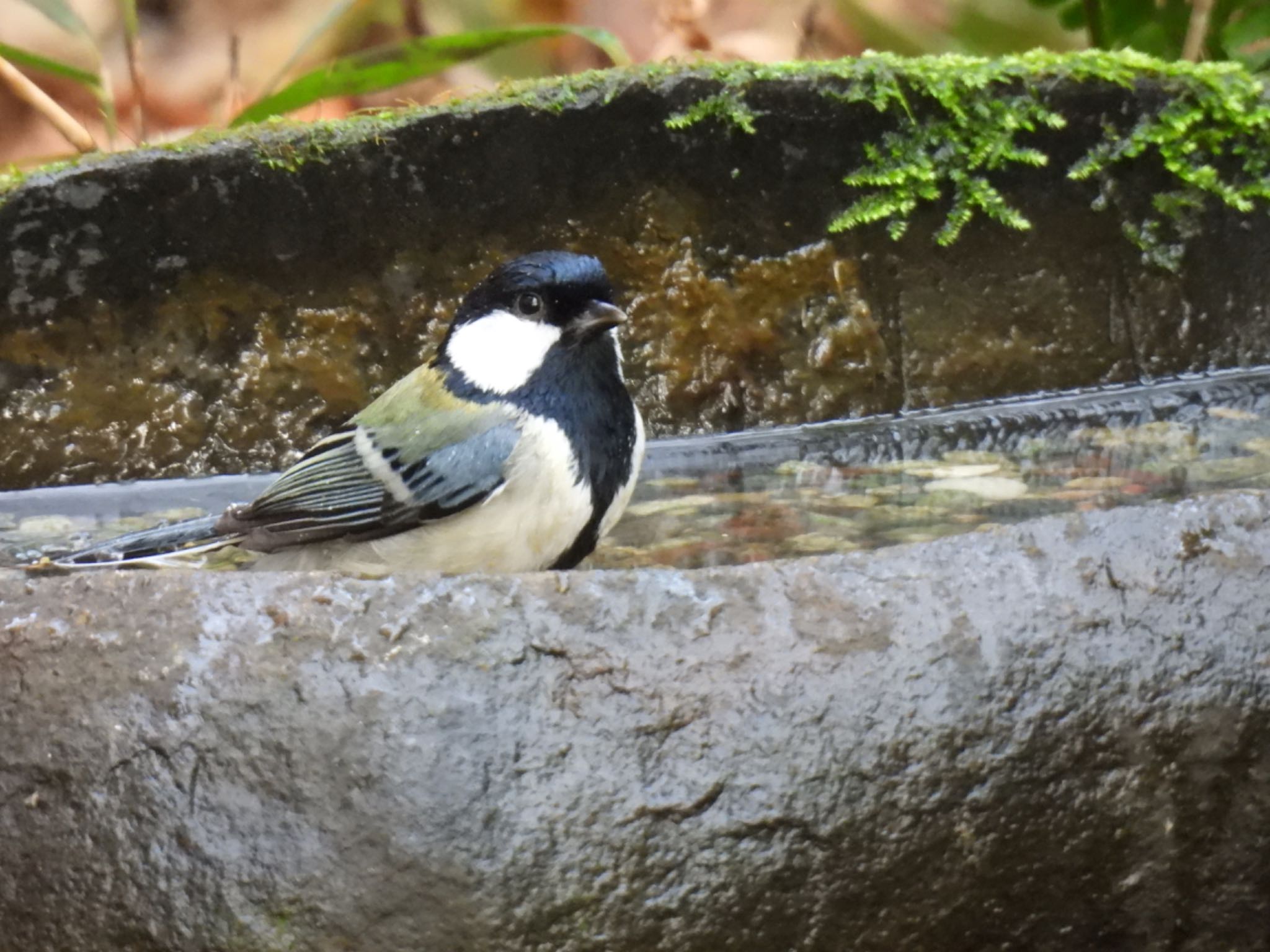 Photo of Japanese Tit at 名古屋平和公園 by ちか