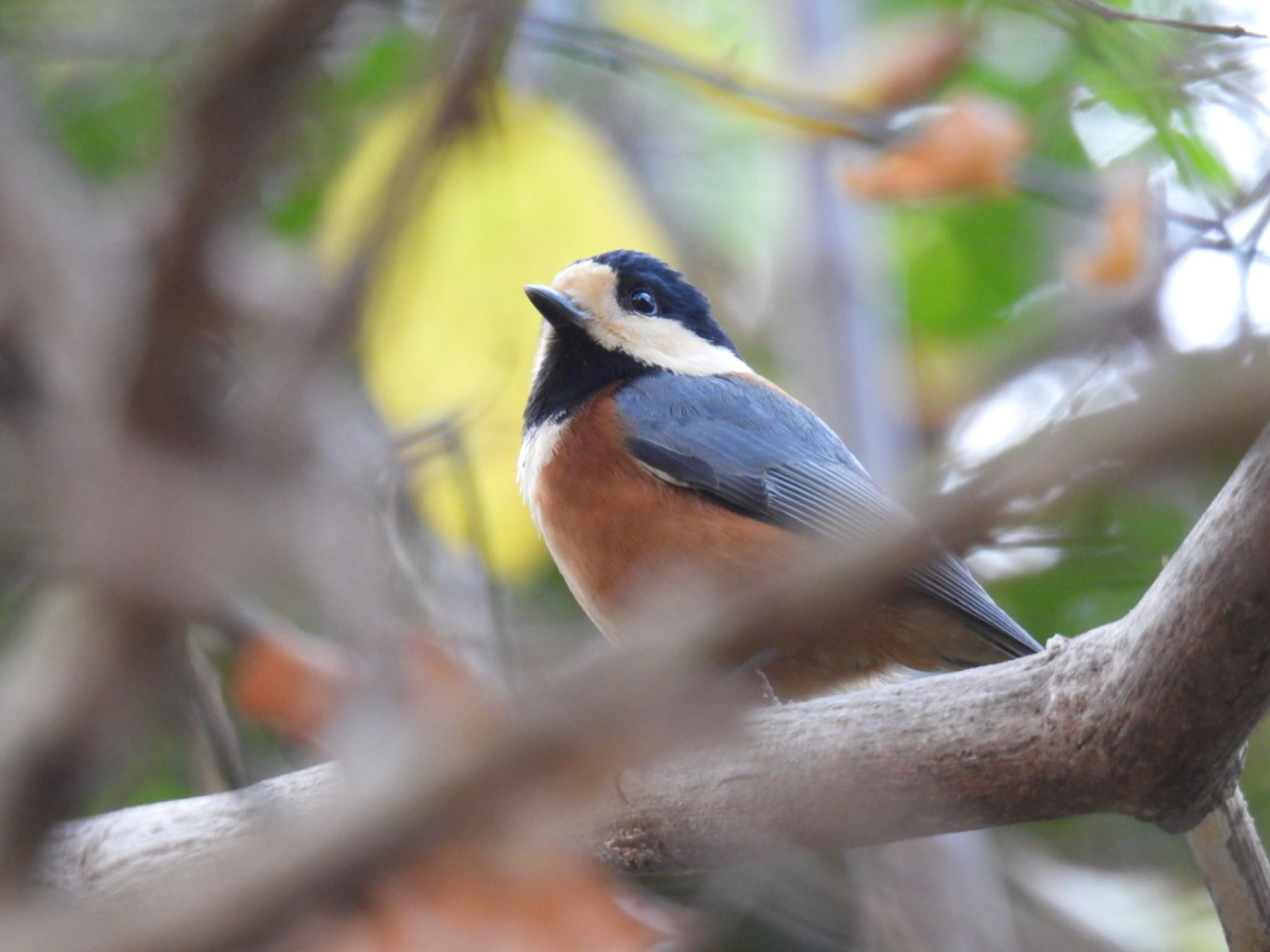 Photo of Varied Tit at 名古屋平和公園 by ちか