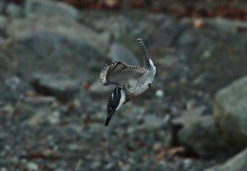 Crested Kingfisher Unknown Spots Unknown Date