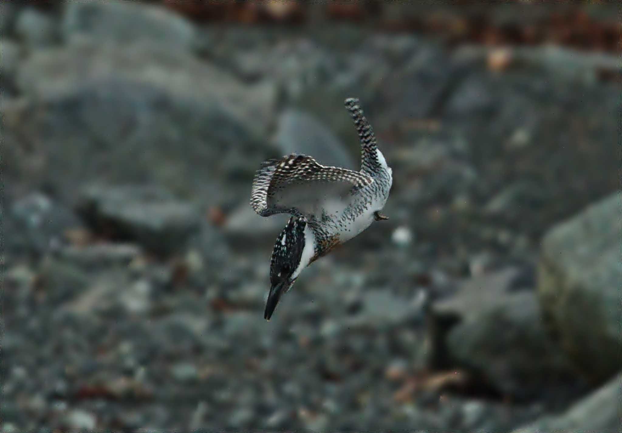 Photo of Crested Kingfisher at  by くまのみ