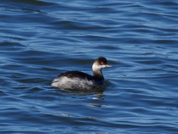 Wed, 12/6/2023 Birding report at 砂沼