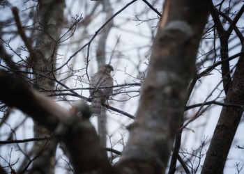 Japanese Sparrowhawk 野幌森林公園 Wed, 12/6/2023