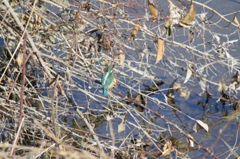 カワセミ 芥川 2023年12月2日(土)