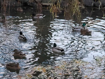 マガモ 中島公園 2023年12月6日(水)