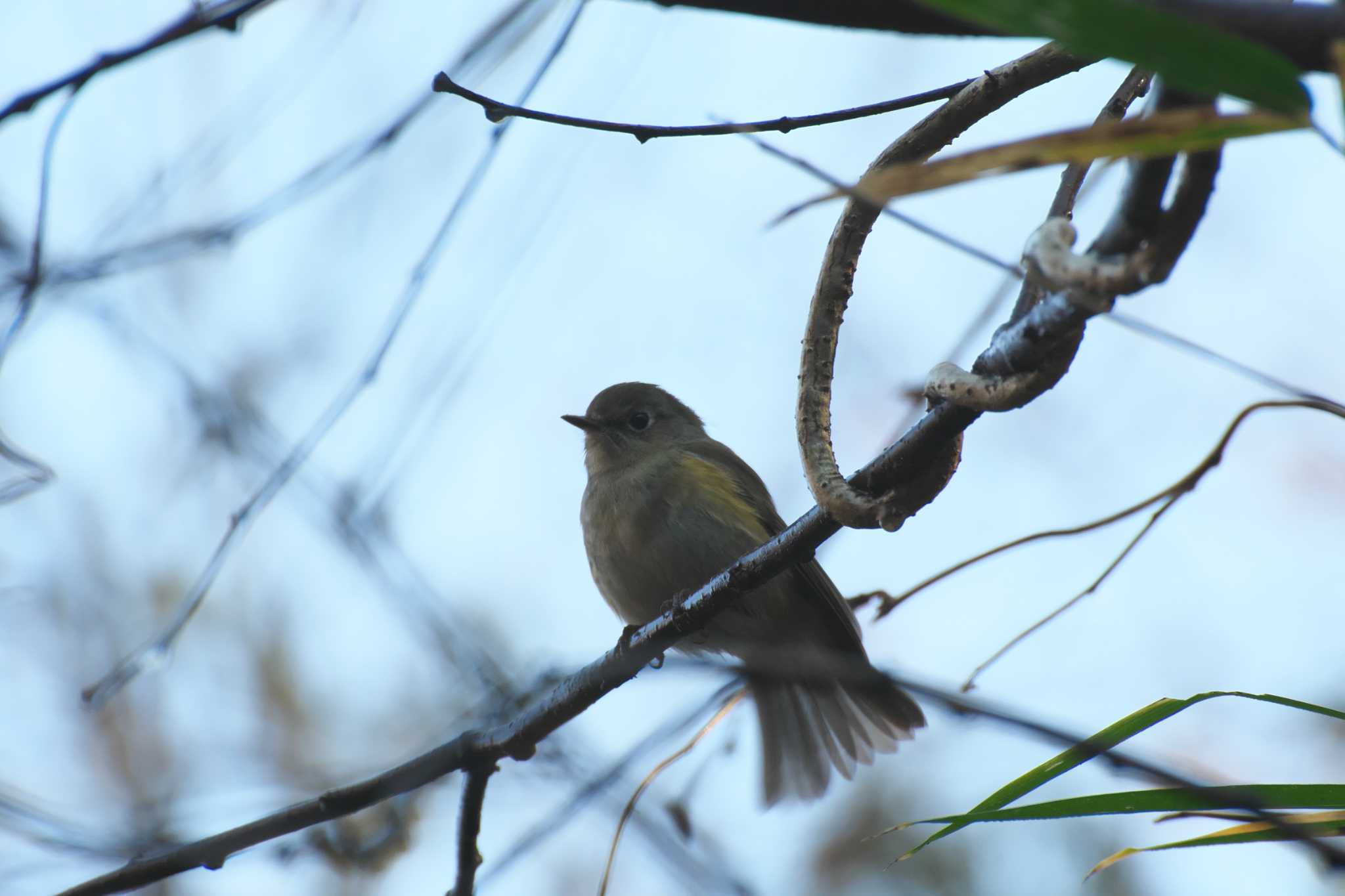 Photo of Red-flanked Bluetail at 大阪府民の森むろいけ園地 by 大井 誠