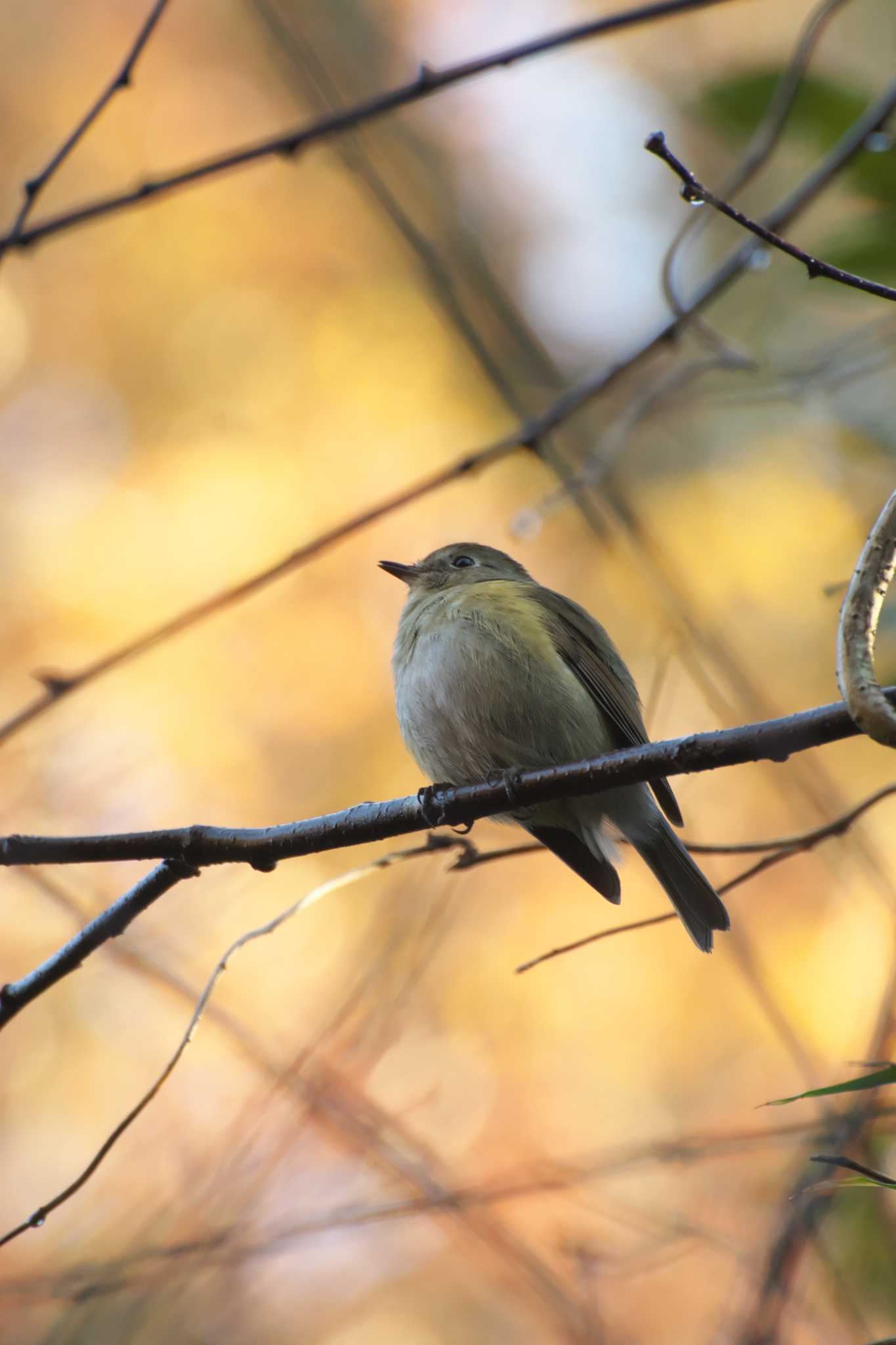 Photo of Red-flanked Bluetail at 大阪府民の森むろいけ園地 by 大井 誠