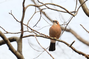 2023年12月6日(水) 大沼公園(北海道七飯町)の野鳥観察記録