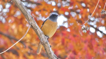 2023年12月6日(水) 奈良市水上池の野鳥観察記録