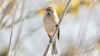 2023年12月6日(水) 平城宮跡の野鳥観察記録