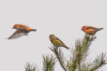 Red Crossbill Unknown Spots Tue, 12/5/2023