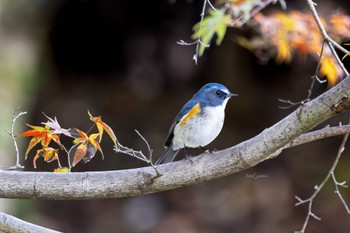 Red-flanked Bluetail Unknown Spots Mon, 12/4/2023