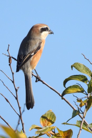 Bull-headed Shrike 荒川河川敷 Thu, 11/30/2023