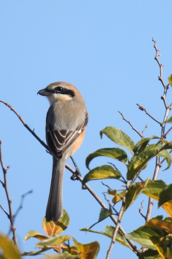 Bull-headed Shrike 荒川河川敷 Thu, 11/30/2023