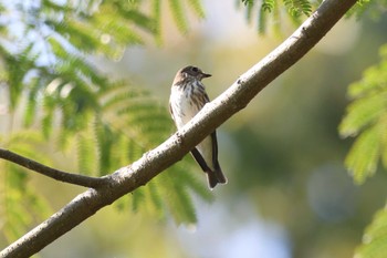 Grey-streaked Flycatcher Akashi Park Sun, 10/15/2023