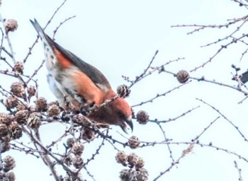 2023年12月3日(日) 北八ヶ岳山麓の野鳥観察記録