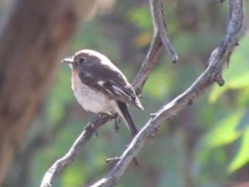 Red-capped Robin パース Unknown Date